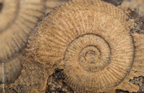 Dactylioceras  ammonite fossile  Schlaifhausen  Germania 