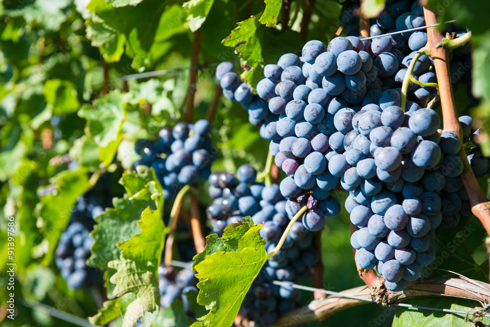 Fototapeta premium bunch of grapes for redwine on vine at autumn