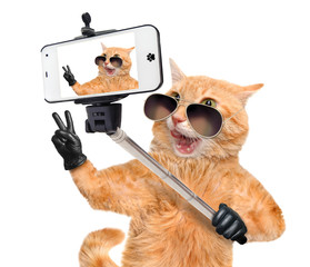 Cat  with peace fingers in black leather  taking a selfie together with a smartphone.