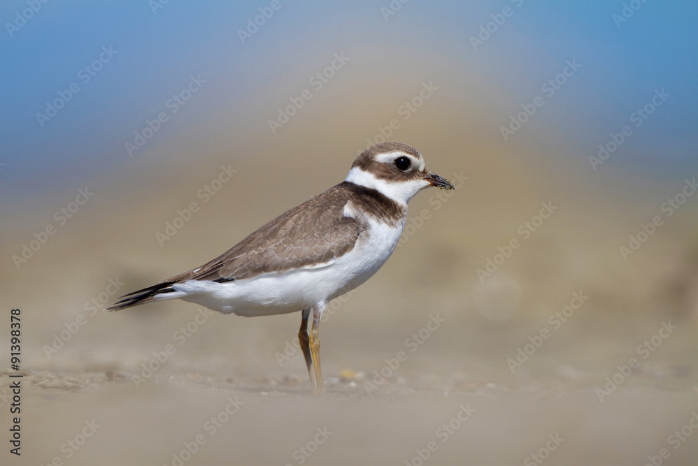 Common ringed plover or ringed plover (Charadrius hiaticula) Common ringed plover or ringed plover (Charadrius hiaticula)