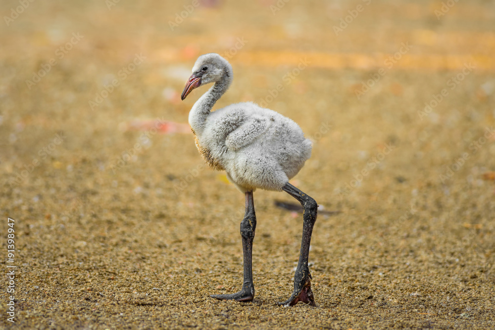 Naklejka premium Baby bird of the American flamingo