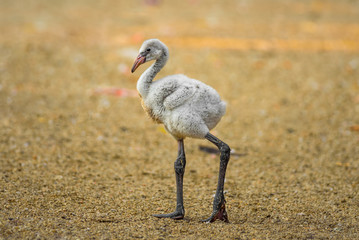 Poster Flamingo Babyflamingo van Amerikaanse soort  © Nick Fox