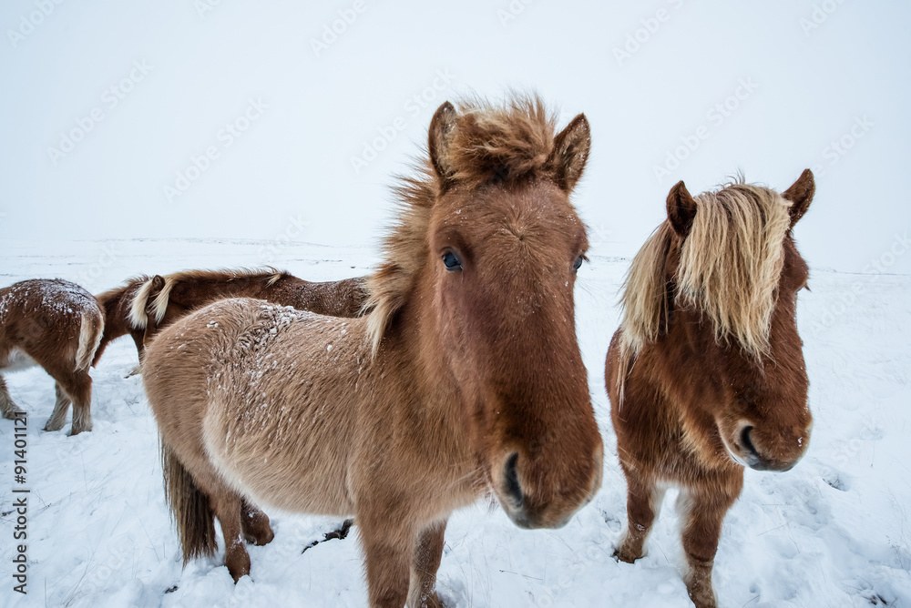 Icelandic horse