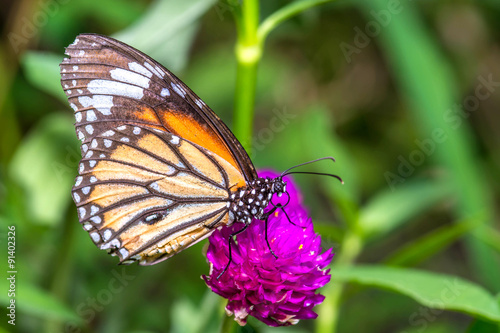 Closeup butterfly on flower