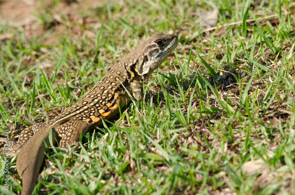 Leiolepis is waiting prey in the garden Leiolepis is waiting prey in the garden
