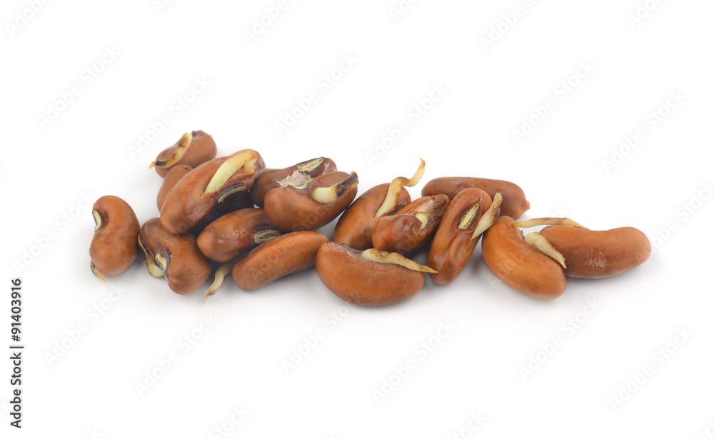 Obraz premium The seed planted bean on White Background