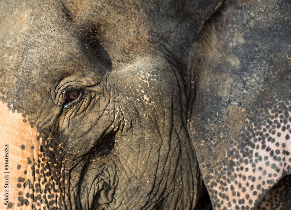 Fototapeta premium Thai Elephant