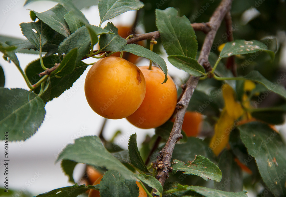 Yellow plums hang on the tree. Autumn Garden.