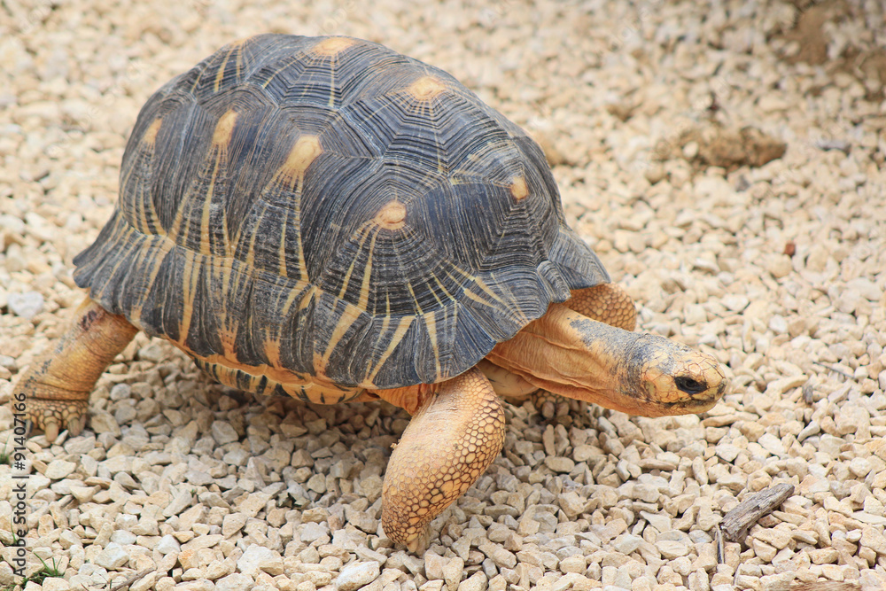 Zoo de paris Vincennes