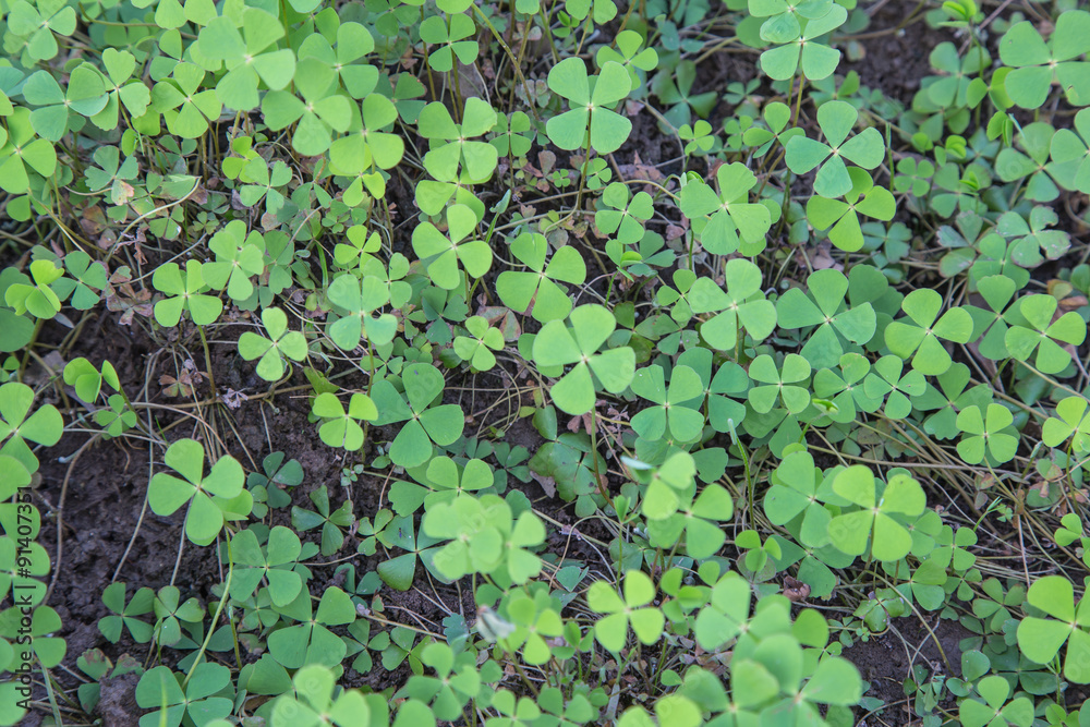 Clover Backgrounds Clover Backgrounds
