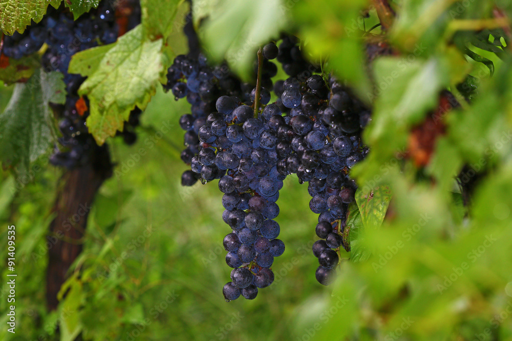 Grape harvest in autumn