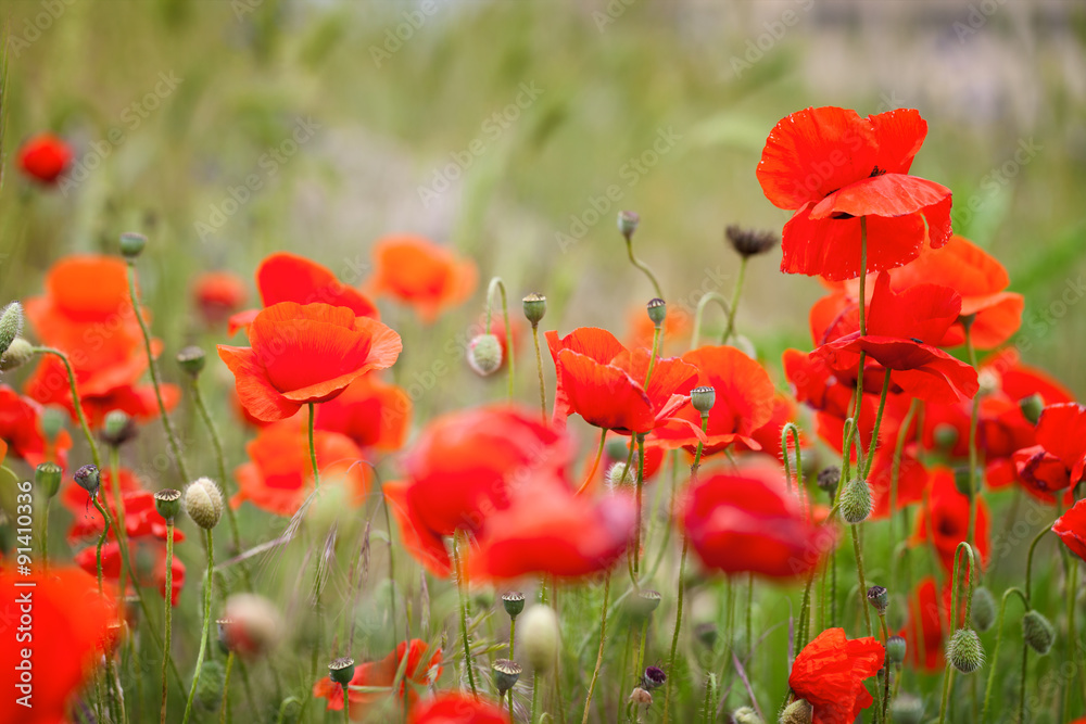 Obraz premium Red poppies