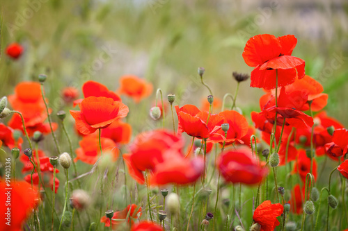 Fototapeta Naklejka Na Ścianę i Meble -  Red poppies