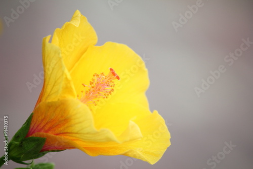 Hibiscus flower bloom