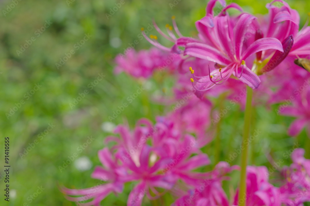 Obraz premium リコリス：ジャクソニアナ