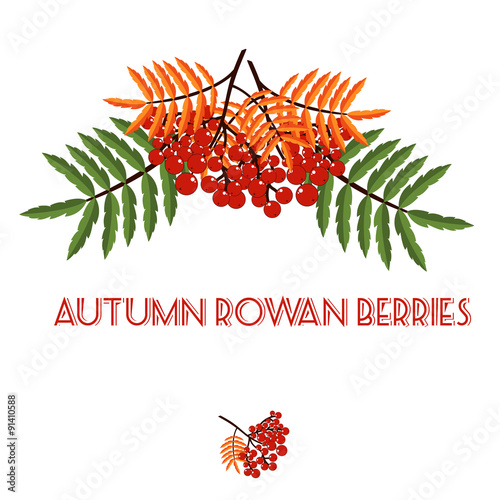 Autumn pattern with rowan berries. Nature background.  Fall colorful floral background. Elegant floral  pattern