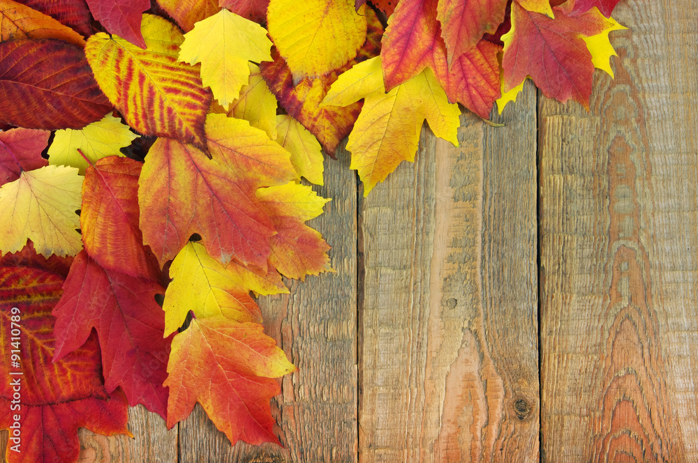 Obraz premium autumn leaves