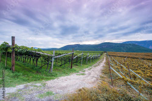 Fototapeta Naklejka Na Ścianę i Meble -  moody sky on dawn at grape vine agriculture in italy