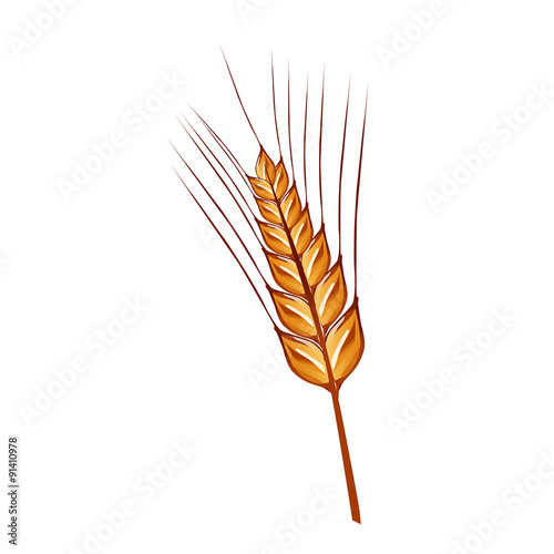 rye ears of wheat detailed vector
