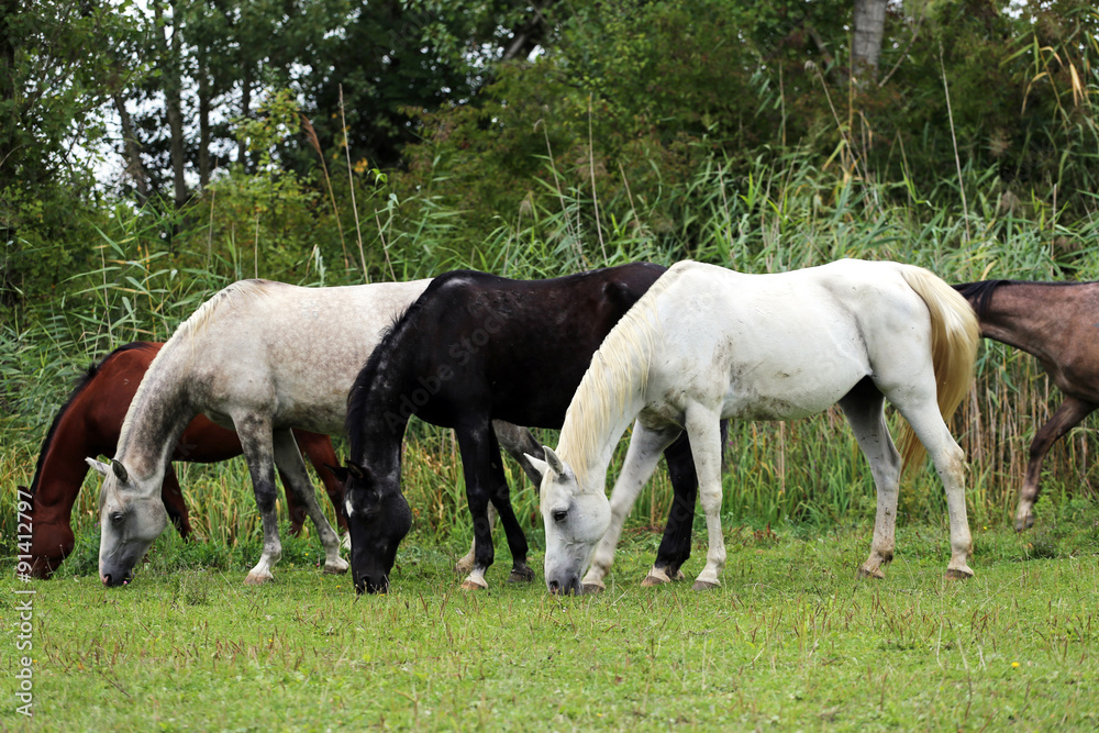 Purebred arabian horses grazing on pasture summertime Purebred arabian horses grazing on pasture summertime