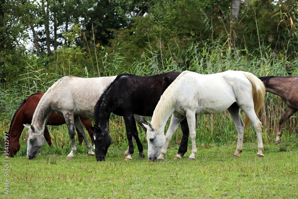 Purebred arabian horses grazing on pasture summertime