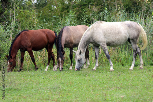 Group of thoroughbred arabian foals and mares grazing fresh gree © acceptfoto