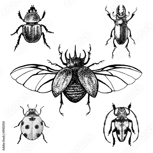 Hand drawn beetles set