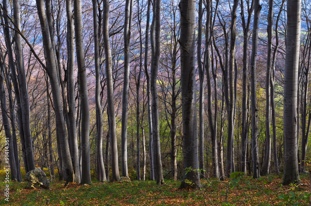Fototapeta premium Dense forest at Homolje mountains on a sunny autumn day