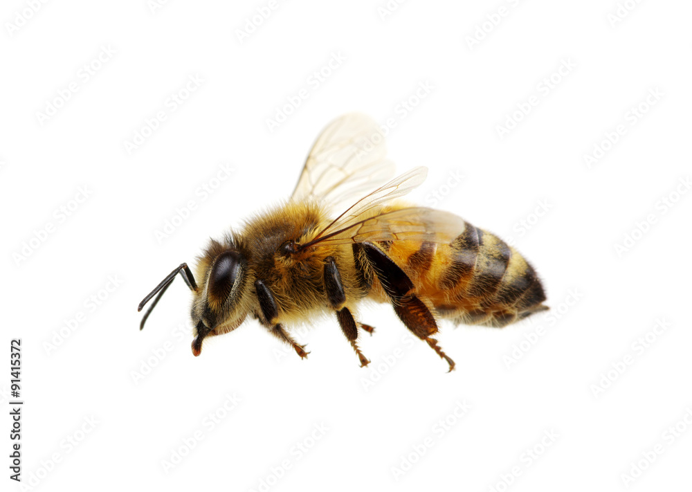 Bee - obrazy, fototapety, plakaty 