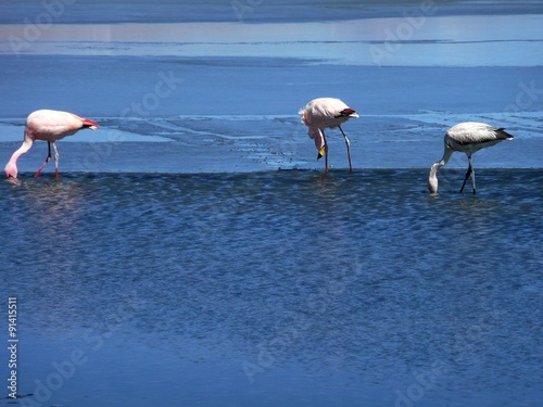 flamingo © danimarco