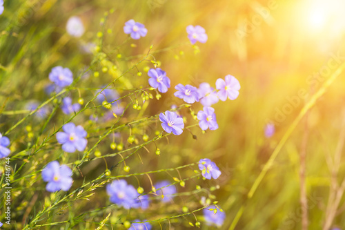 blue flowers of flax lit with the bright summer sun © Shchipkova Elena