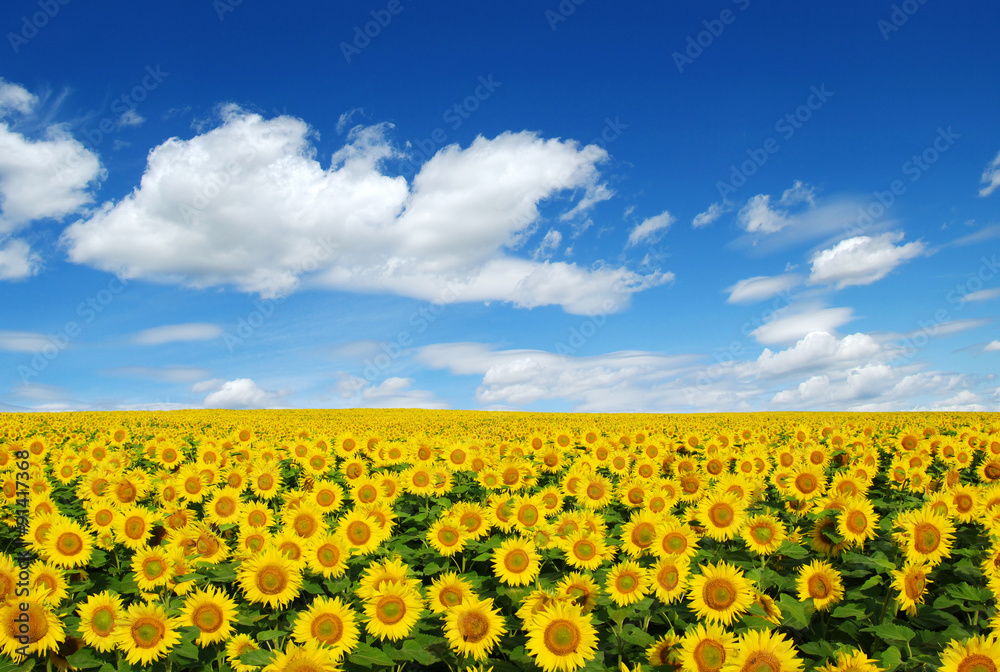 Obraz premium sunflowers field