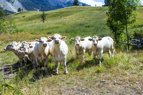 Fototapeta Naklejka Na Ścianę i Meble -  grazing cows in the french alps