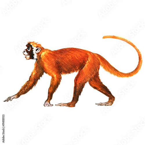 Photography Red monkey, animal, isolated