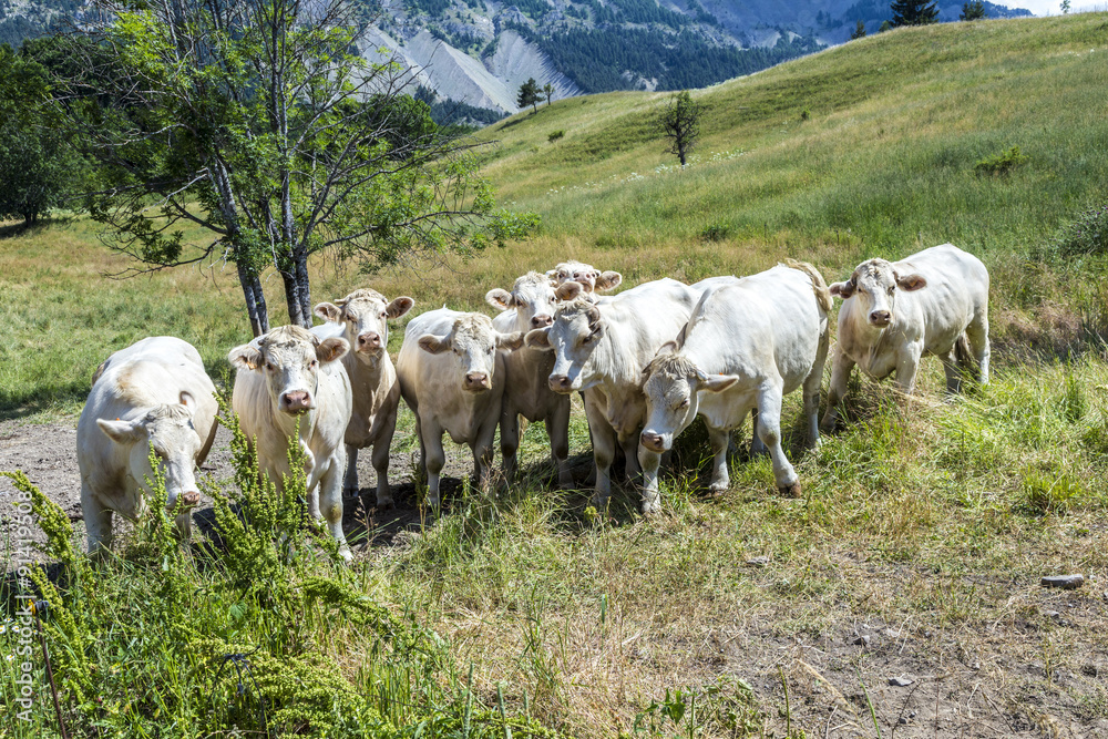 Fototapeta premium grazing cows in the french alps