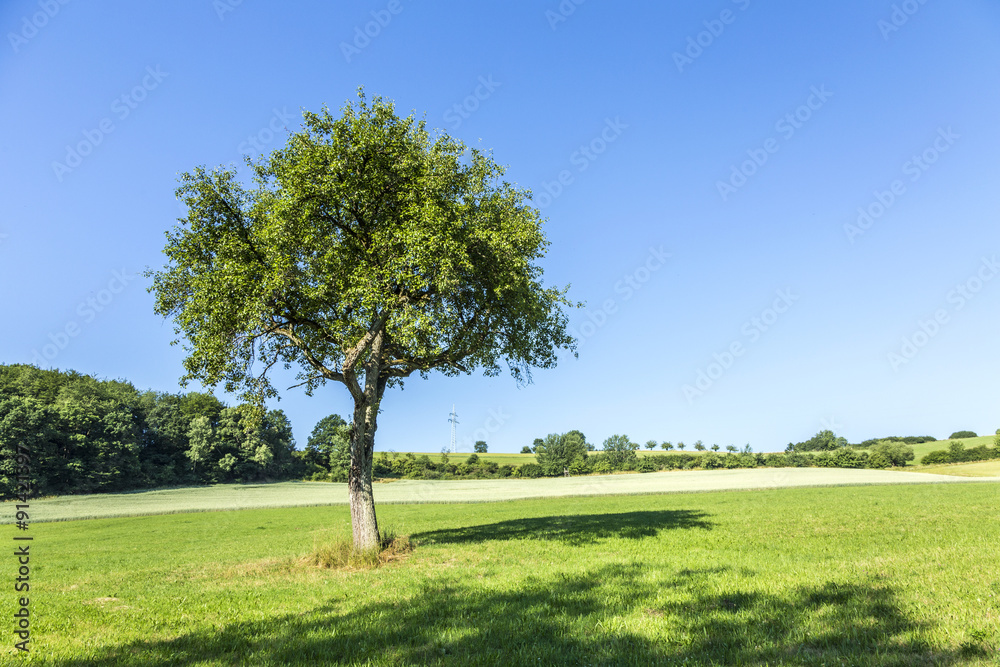 apple tree in rural landscape apple tree in rural landscape