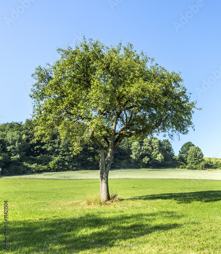 apple tree in rural landscape