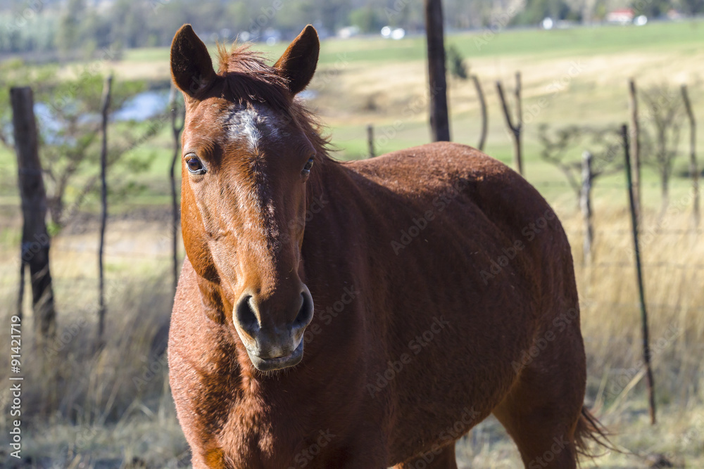 Fototapeta premium Horse closeup portrait retired aged to paddock pastures