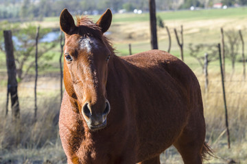 Horse closeup portrait retired aged to paddock pastures