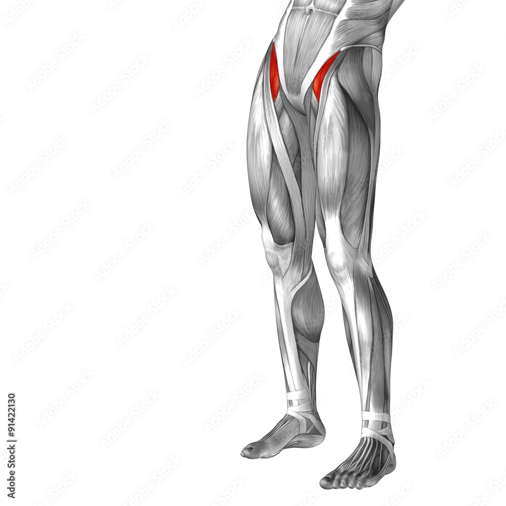 Conceptual 3D human front upper leg muscle anatomy Conceptual 3D human front upper leg muscle anatomy