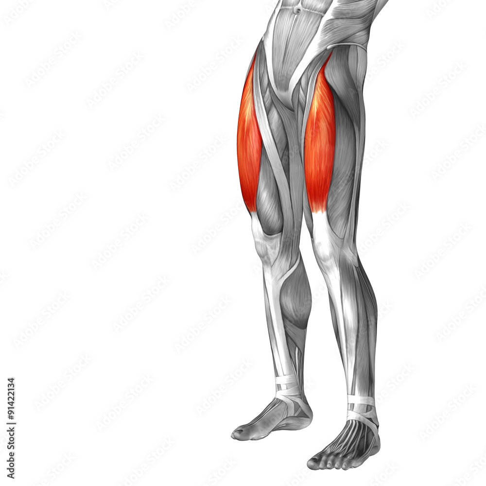 Conceptual 3D human front upper leg muscle anatomy Stock Illustration