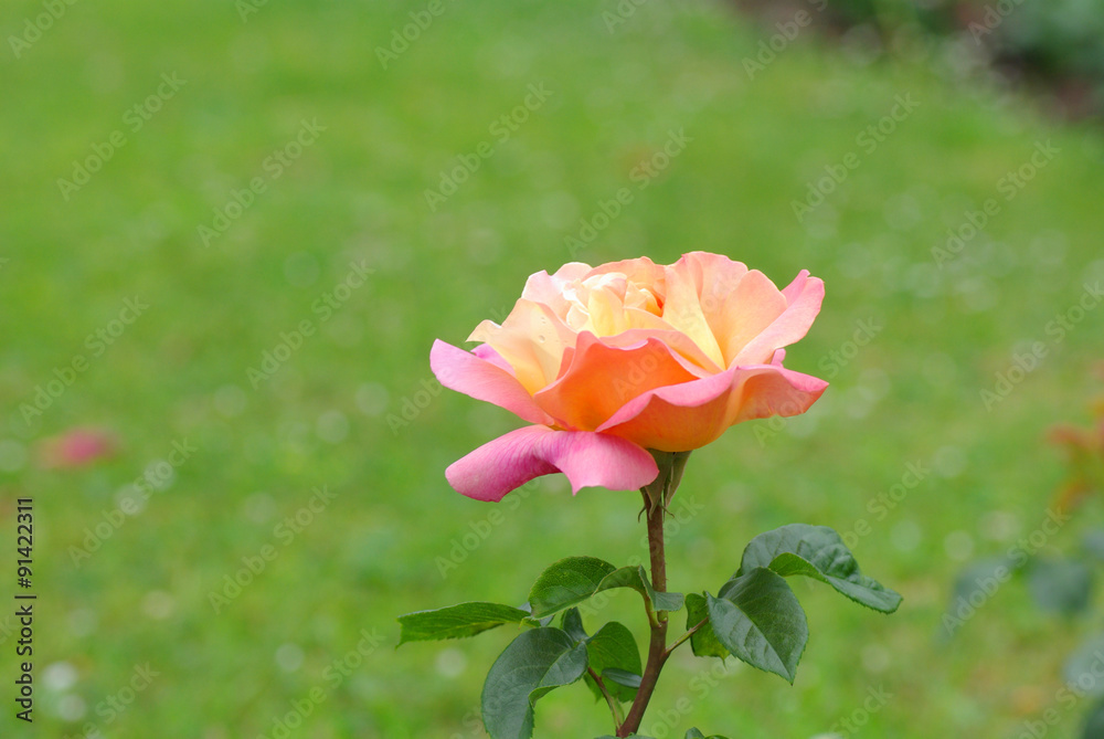 Fototapeta premium Rose flowers