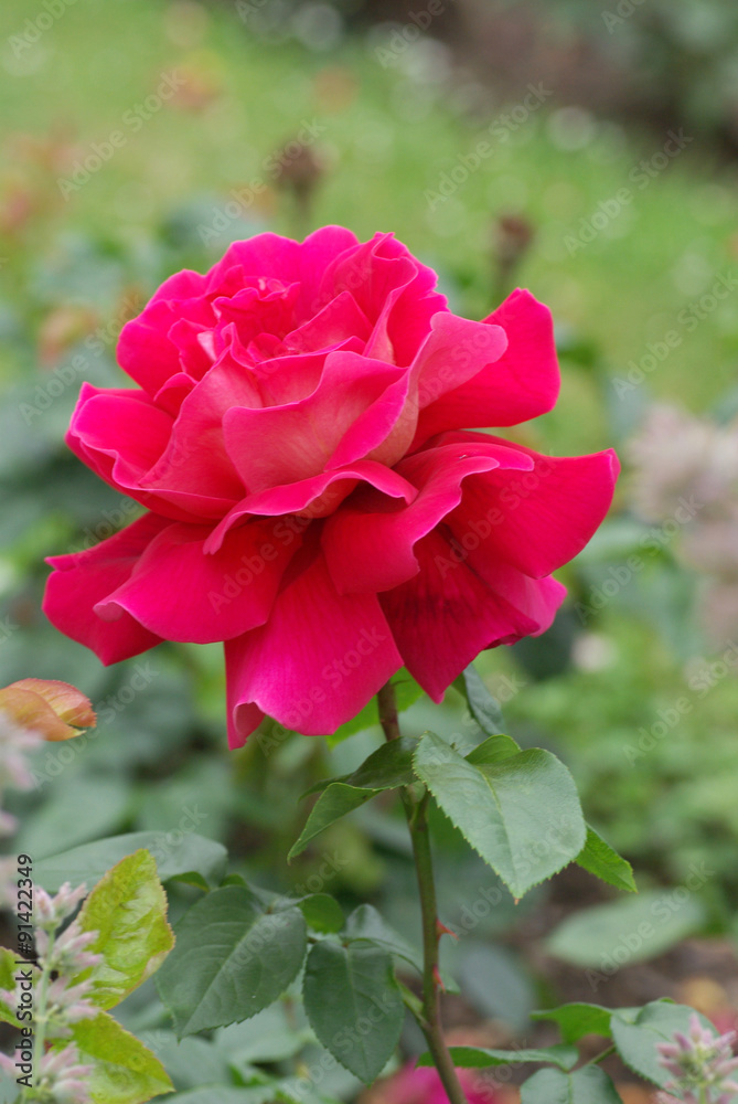 Obraz premium Rose flowers