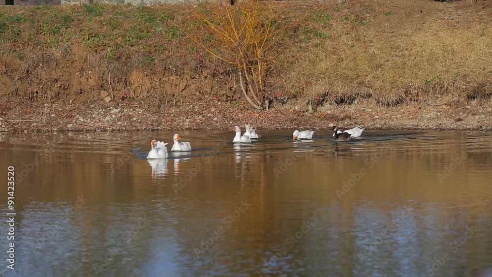 Group Of Ducks Swimming In Pond Group Of Ducks Swimming In Pond
