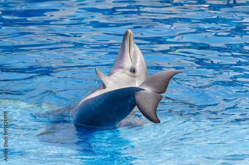 Delfín © josevgluis