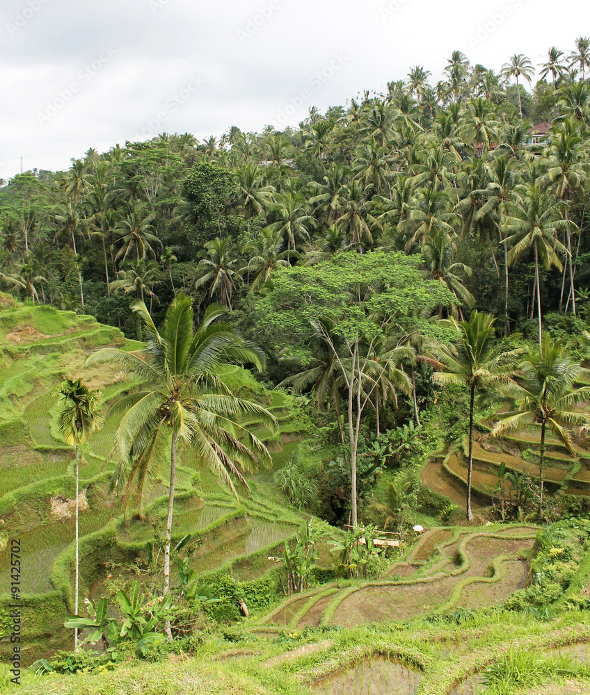 Fototapeta premium Rice terraces in Bali, Indonesia.