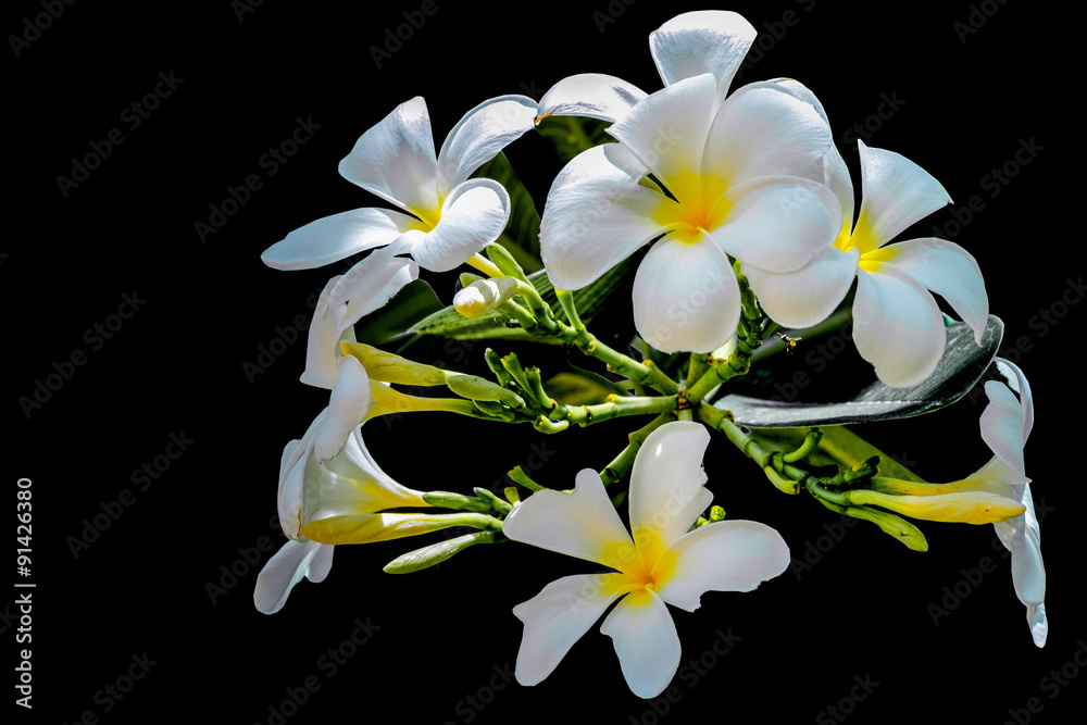 Fototapeta premium white Plumeria flowers on black background; frangipani