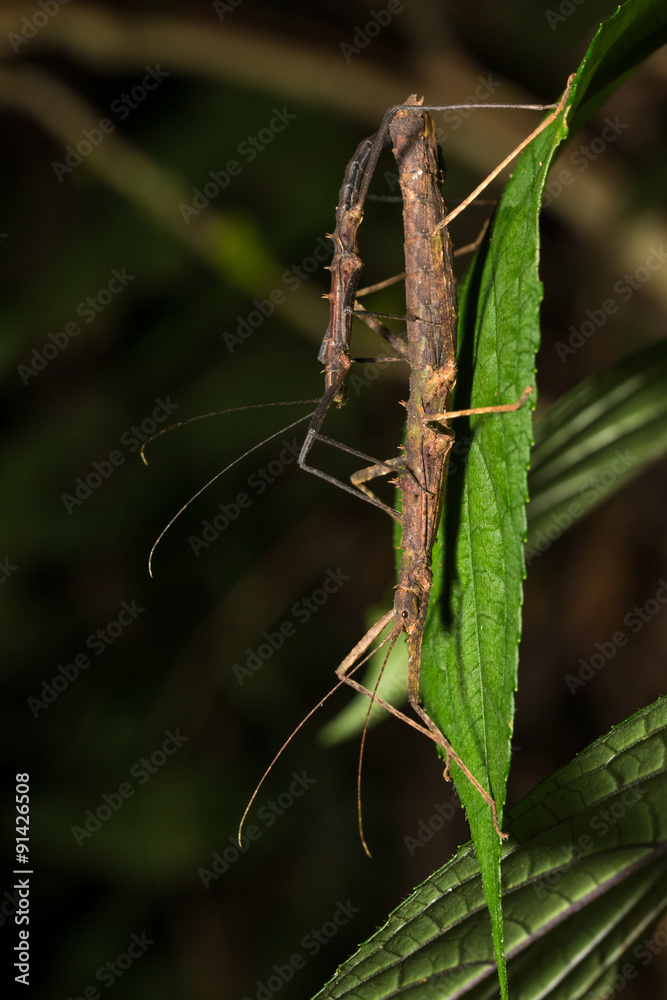 Hong Kong spiny stick insect mating on green leaf Hong Kong spiny stick insect mating on green leaf