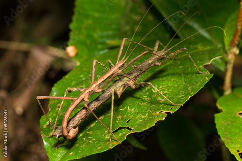 Hong Kong spiny stick insect mating on green leaf