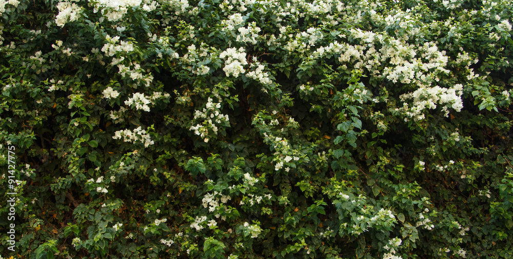 Flower wall background